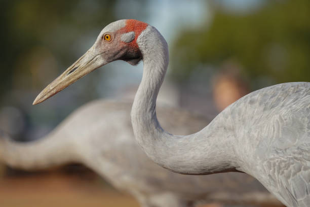 Close up portrait of the head of a brolga Close up portrait of the head of a brolga brolga stock pictures, royalty-free photos & images