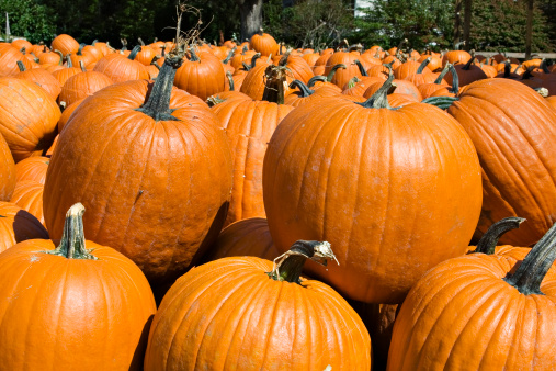 A large quantity of pumpkins at harvest time.