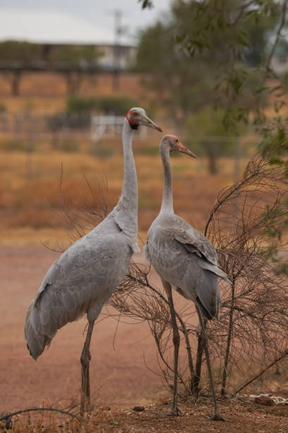 A portrait of a brolga and a chick A portrait of a brolga and a chick brolga stock pictures, royalty-free photos & images