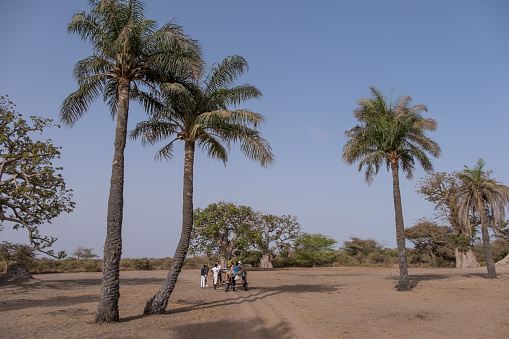 Palmarin, Senegal - June 26, 2019: Landscape with palm trees and baobabs in the hinterland of the coastal region