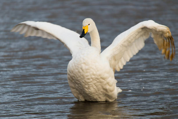 istock A swan that spreads its wings at the water's edge 1399890041