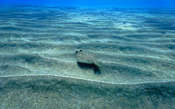 pesce passera sul fondo della sabbia - passera foto e immagini stock