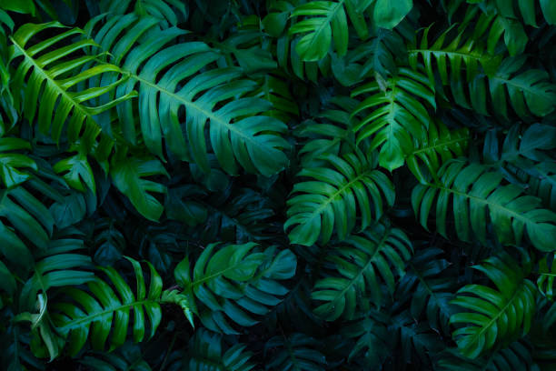 istock creative tropical monstera green leaves 1399890144