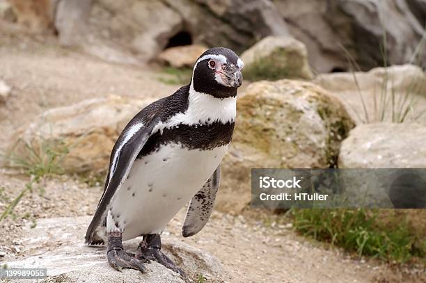 かわいいペンギン - ペンギンのストックフォトや画像を多数ご用意 - ペンギン, ポートレート, ユーモア