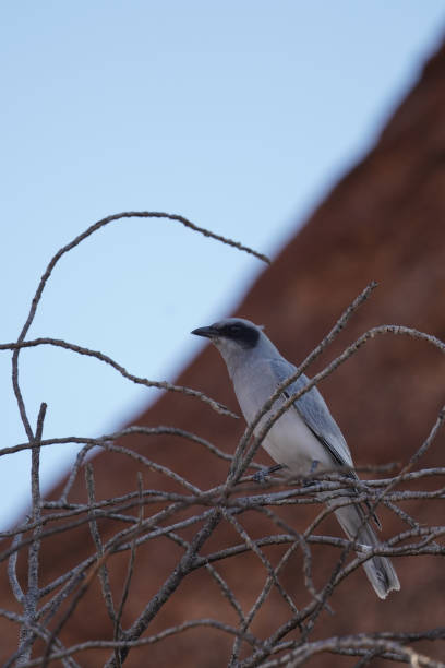 istock A black faced cuckoo shrike bird on a branch 1399890931