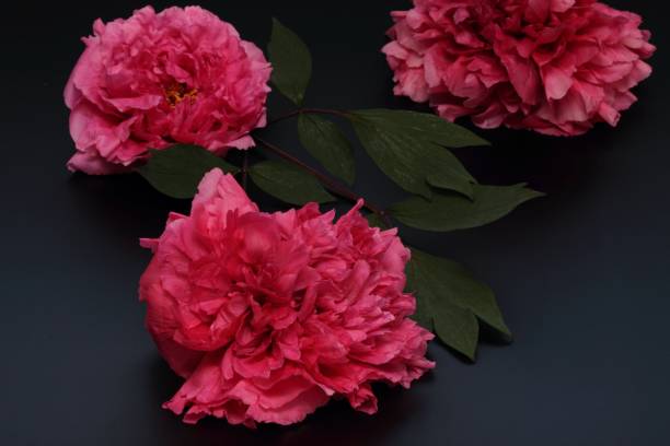istock Red tree peony on white  background, lat. Paeonia suffruticos 1399890974