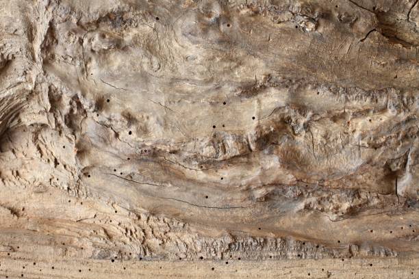istock Part of old tree trunk with holes from woodworm 1399890981
