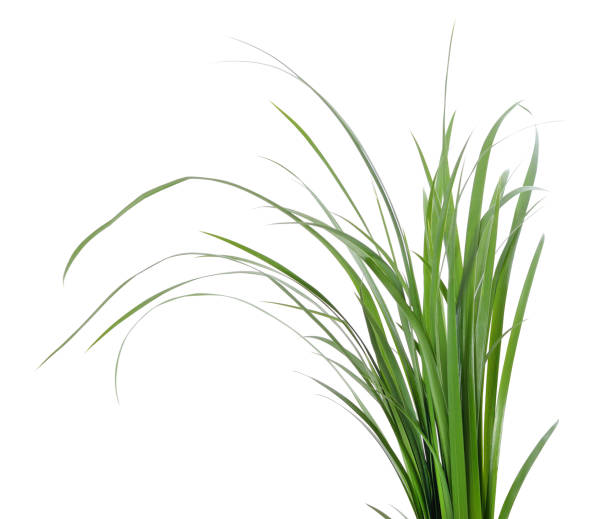 istock Bush of green grass. 1399891073