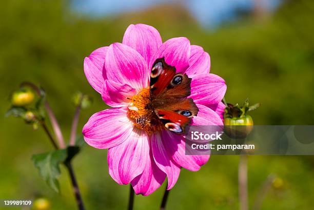 Rosa Dália Flor Com E Abelha Em Que - Fotografias de stock e mais imagens de Aberto - Aberto, Abrir, Amarelo