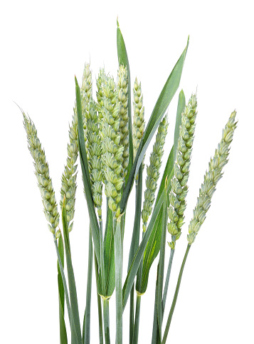 Green ears of wheat isolated on a white background.