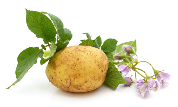 istock Potatoes with flower and leaves. 1399891347