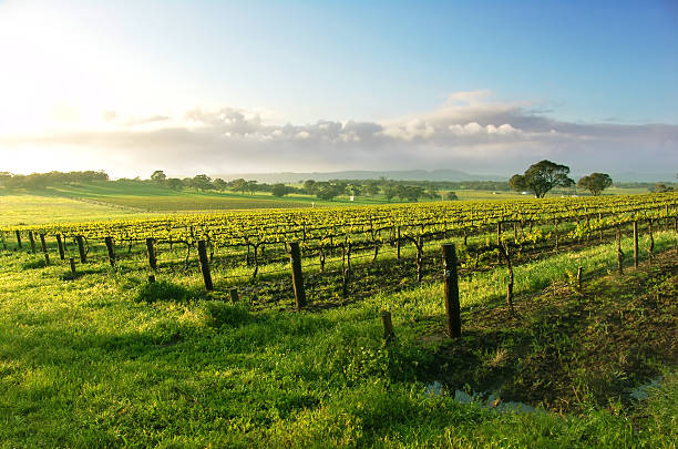 istock A wonderful vine yard at sun rise 139989137