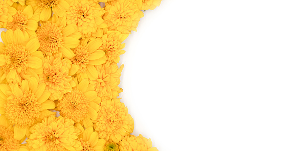 Color composition of yellow flowers in the shape of semicircle on white background with copy space, flat lay, top view