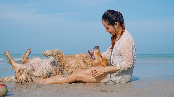 Portrait of adorable chubby golden retriever dog lie on legs of generous female owner petting on belly of obedient dog on the sandy beach playing together happily enjoying weekend in sunny day