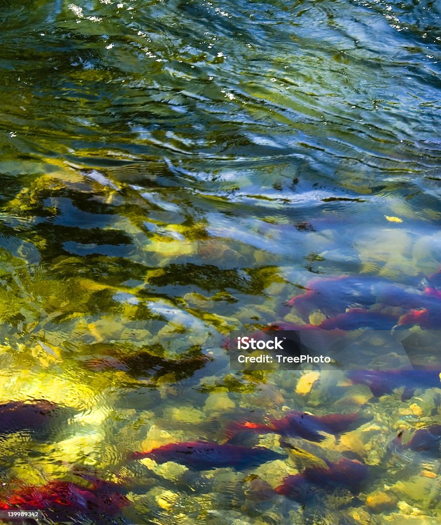 Deposizione di uova di pesce Salmone tempo - Foto stock royalty-free di Salmone - Animale