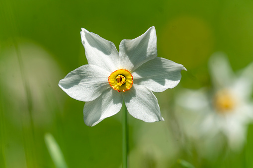 Close-up of white narcissus flowers (Narcissus poeticus) in a spring garden. Beautiful daffodils against a green bokeh background. There is a place for text. Selective focus with a beautiful blurred background.