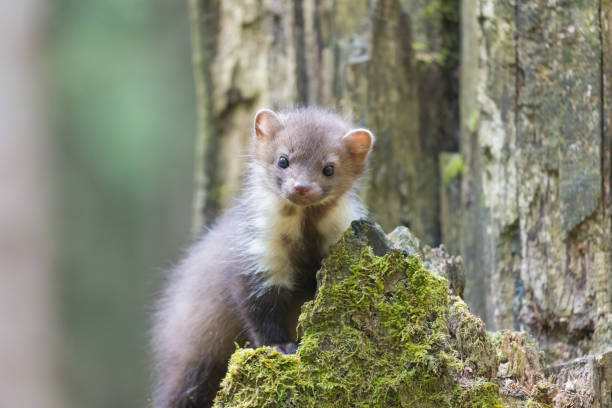 istock Young marten posing in the wood 1399893907