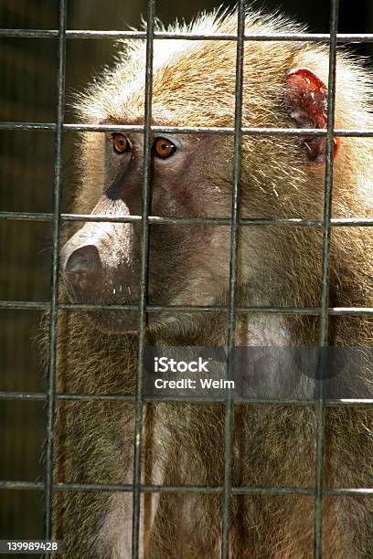 Scimmia Dietro Le Sbarre - Fotografie stock e altre immagini di Ambiente - Ambiente, Animale, Animale selvatico