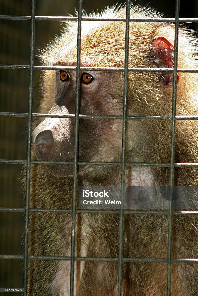 Macaco atrás bares - Foto de stock de Amuado royalty-free