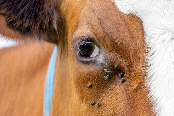 jednooka krowa i muchy, zbliżenie na mleczną czerwono-białą, wyglądającą na spokojną i spokojną - fur cow cattle textur zdjęcia i obrazy z banku zdjęć