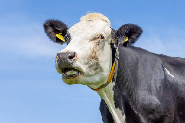 istock Cow mouth open, black and white heckling, blue sky, head shot 1399896134