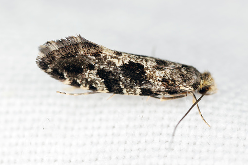 European grain worm or grain moth Nemapogon granella granellus is a species of tineoid moth. It belongs to the fungus moth family (Tineidae), Common pest of stored products and pest in home.