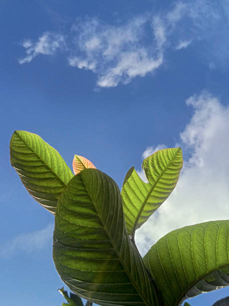 istock guava leaves that grow thick 1399896995