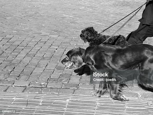 Dogs On A Walk Stock Photo - Download Image Now - Animal, Animal Body Part, Animal Hair