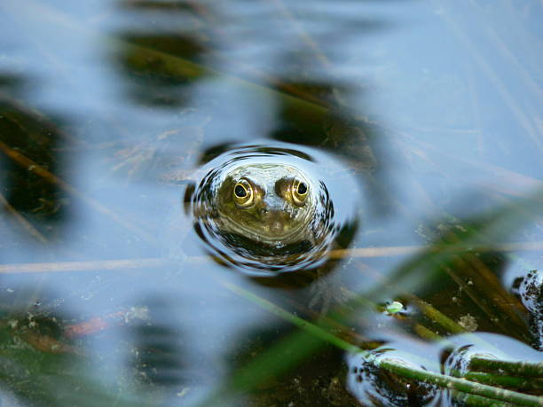 Grenouille dans la réflexion de l'eau - Photo