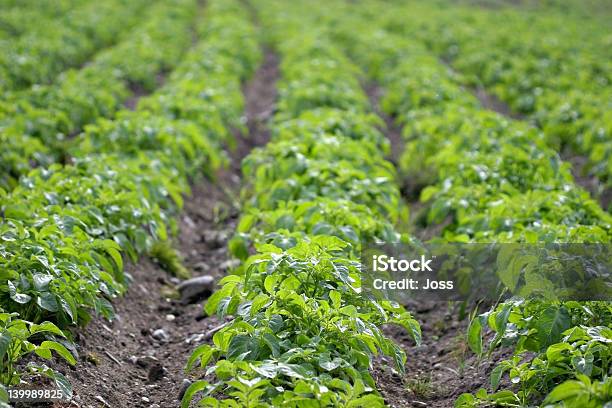 Patata Foto de stock y más banco de imágenes de Agricultura - Agricultura, Aire libre, Alimento