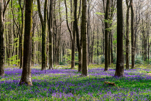 Bluebells in a forest stock photo