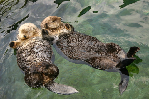 Sea Otters holding each other while relaxing