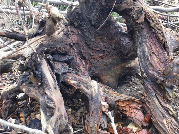 istock How does men cutting down green trees plants with saw affect us our environment 1399898861