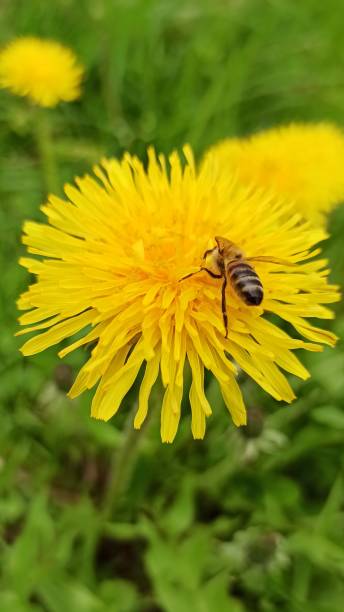 istock On a yellow dandelion flower, a bee, pollination. Close-up 1399899644