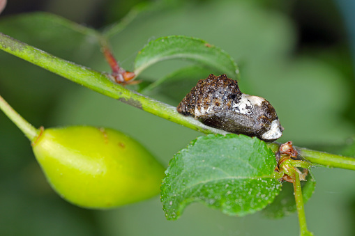 Black Hairstreak (Satyrium pruni, Fixsenia pruni), pupa
