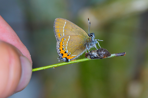Black Hairstreak (Satyrium pruni, Fixsenia pruni). A young butterfly freshly hatched from a pupa.