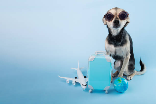 transportation of animals by plane, flights with a pet, a dog in sunglasses with a luggage suitcase and an airplane on a blue background, copy space stock photo