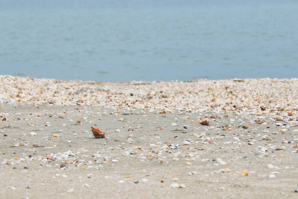 istock The beach full of shells in Corbu Romania 1399904085