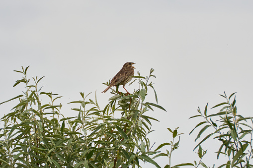 The corn bunting Emberiza calandra on a branch with leaves