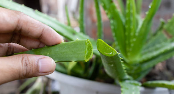 istock natural medicinal property 1399904381