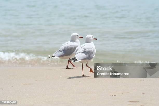 Together Stock Photo - Download Image Now - Australia, Beach, Bird
