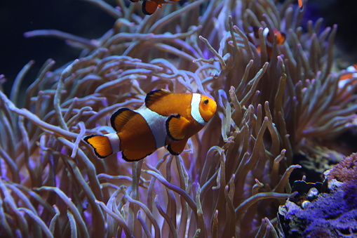 Amphiprioninae clown fish on deep blue sea color background