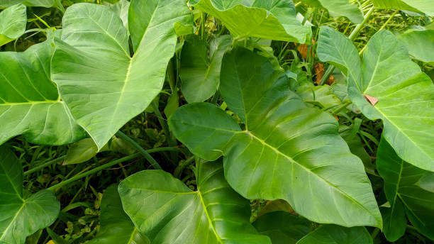 istock Taro plant leaves 1399905145