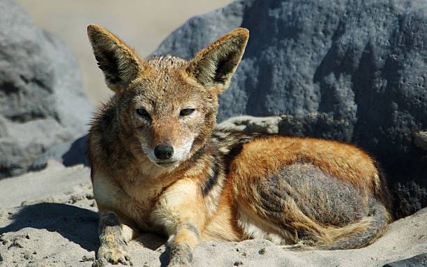 istock Portrait of a jackal 139990554