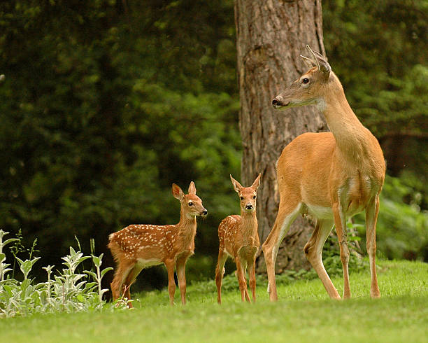 Deer family with mom and two babies Doe with Twin Fawns doe photos stock pictures, royalty-free photos & images