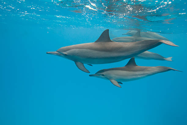 istock Spinner dolphins Mother and calf. 139990619