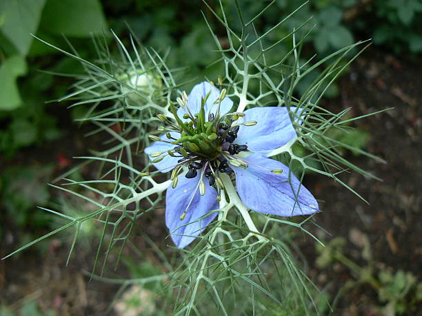 Love-in-a-mist Blue flower "Nigella damascena" papery stock pictures, royalty-free photos & images