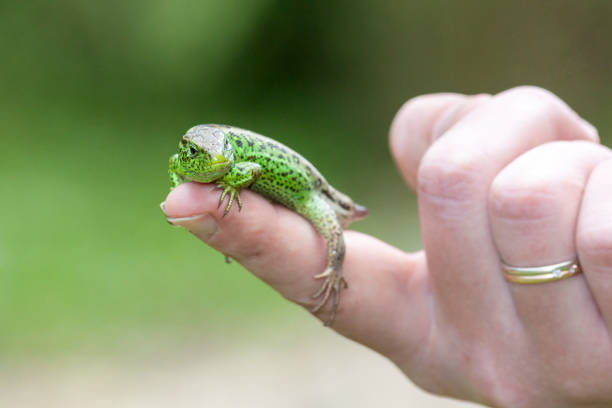 The European green lizard (Lacerta viridis) is a vibrant, sun-loving reptile native to southeastern Europe, often seen basking in warm, rocky habitats like those found in Montenegro. Males can grow up to 40 cm and are especially striking during the breeding season, with vivid green bodies and bright blue throats. An agile climber and fast runner, it feeds on insects, spiders, and occasionally fruit. Though not dangerous, it may bite if threatened. This species plays a vital role in local ecosystems by controlling insect populations and serving as prey for birds and snakes.