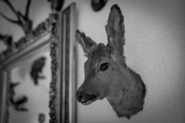 sur les murs accrochent divers trophées de chasse en peluche - dead body photos et images de collection