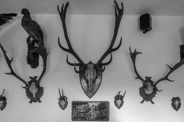 sur les murs accrochent divers trophées de chasse en peluche - dead body photos et images de collection